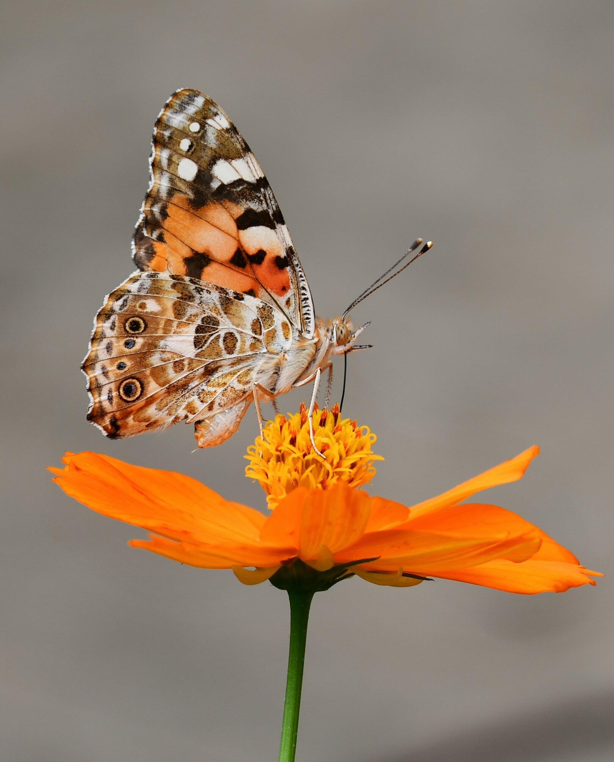 THEME DU MOIS LES INSECTES